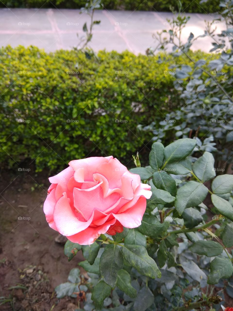 beautiful Rose flower