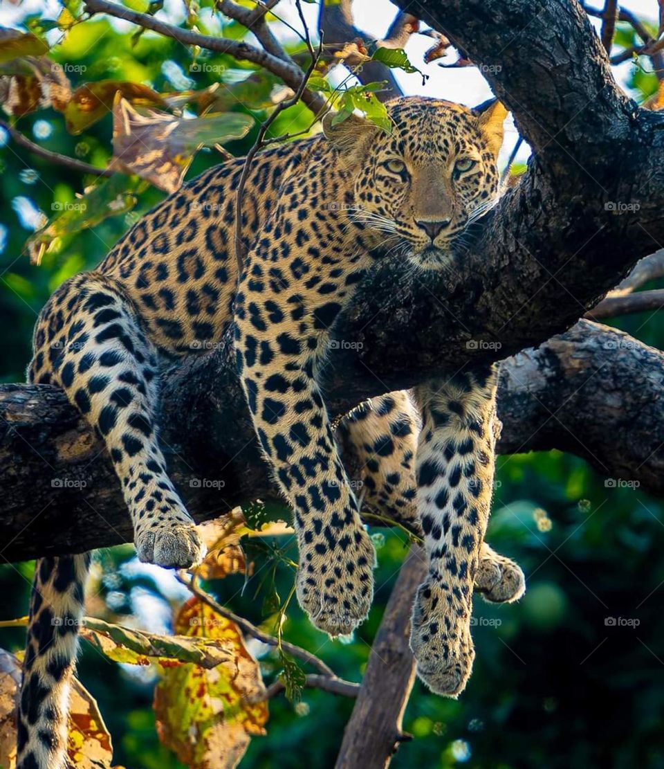 leopard sleeping in tree