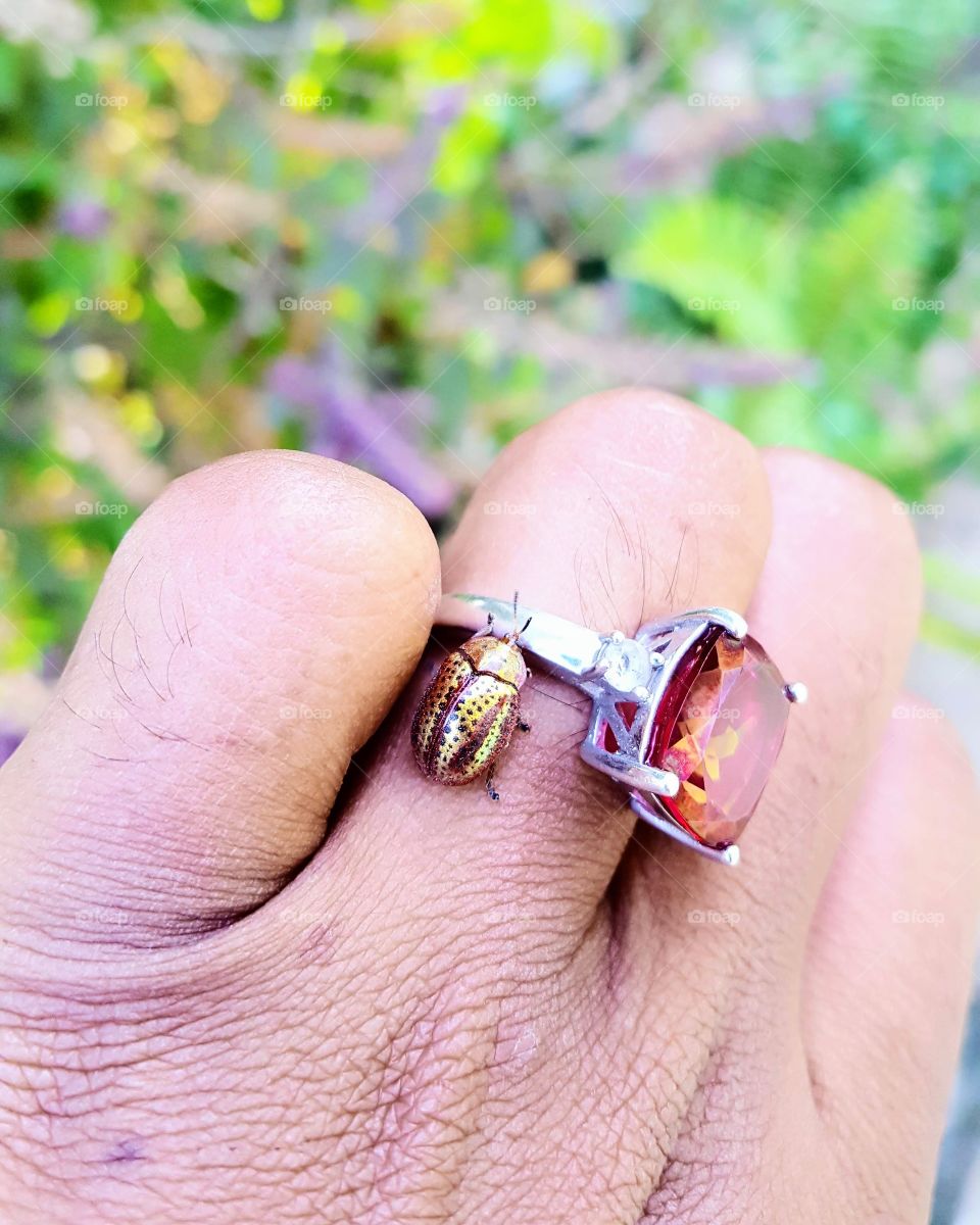 Friendly beetle touching my ring
