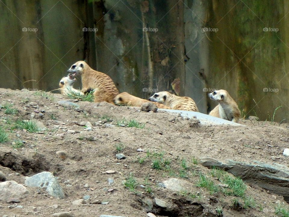 meerkats playing