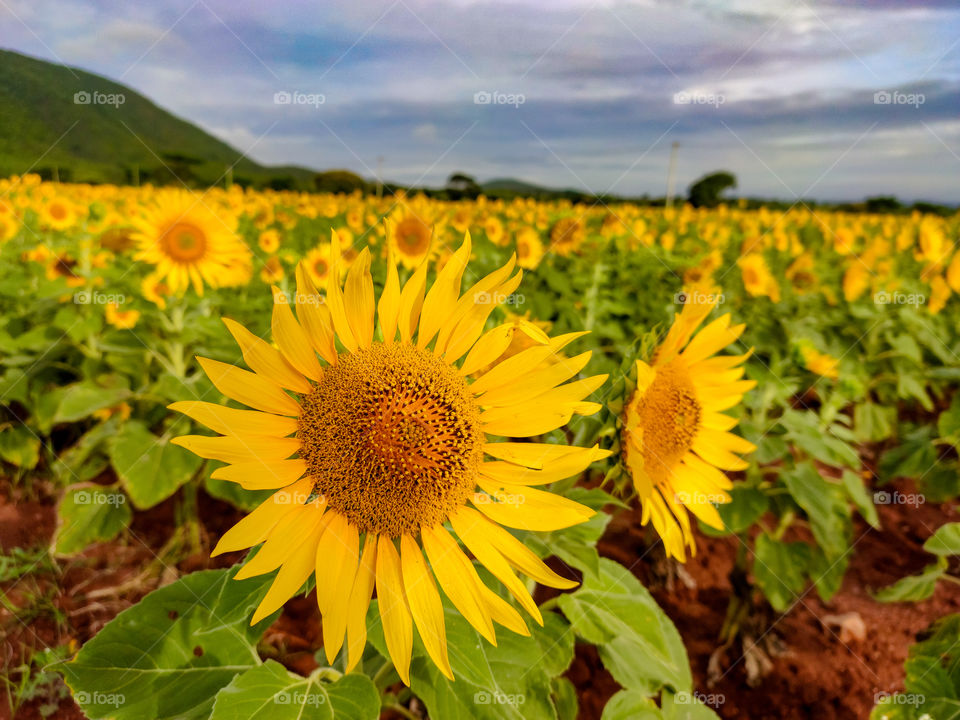 sign of Summer color yellow