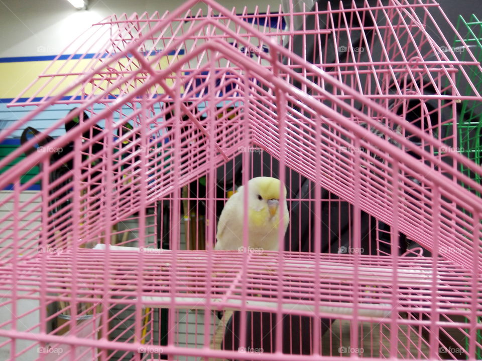 Cage, Bird, No Person, Animal, Parrot
