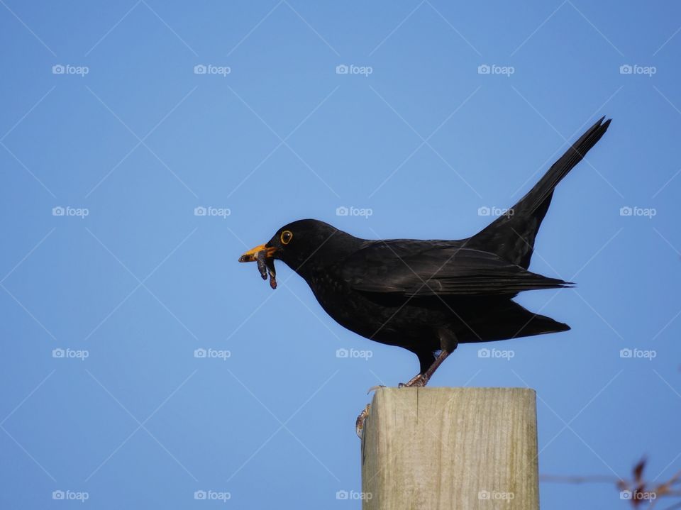 Male blackbird with worms in beak