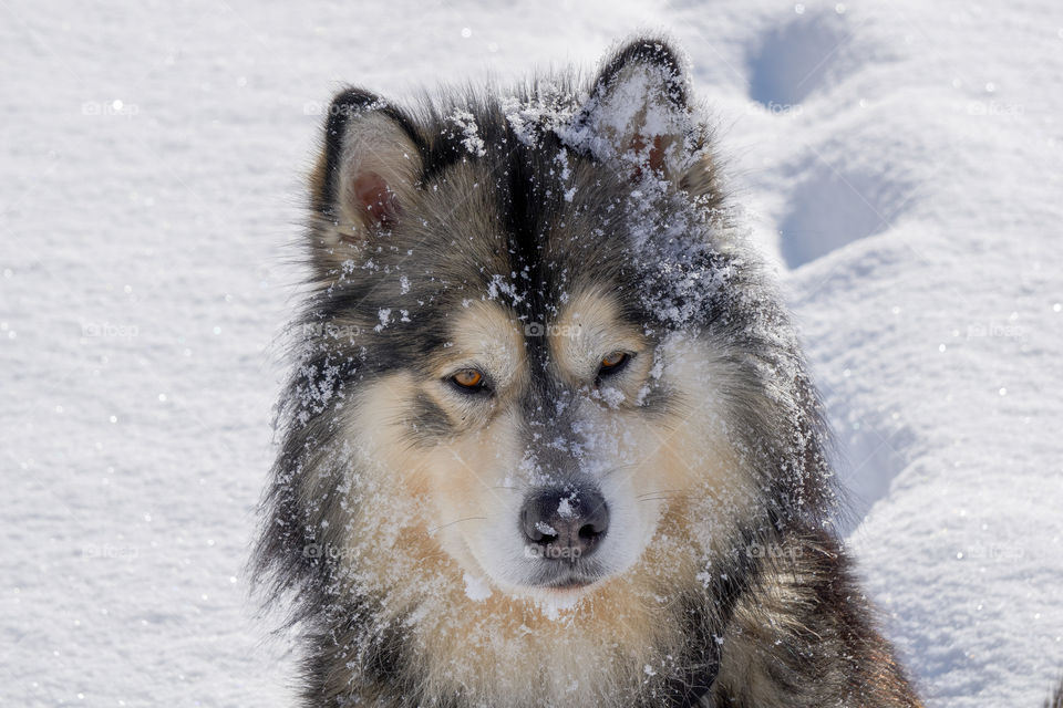 Snow dog
