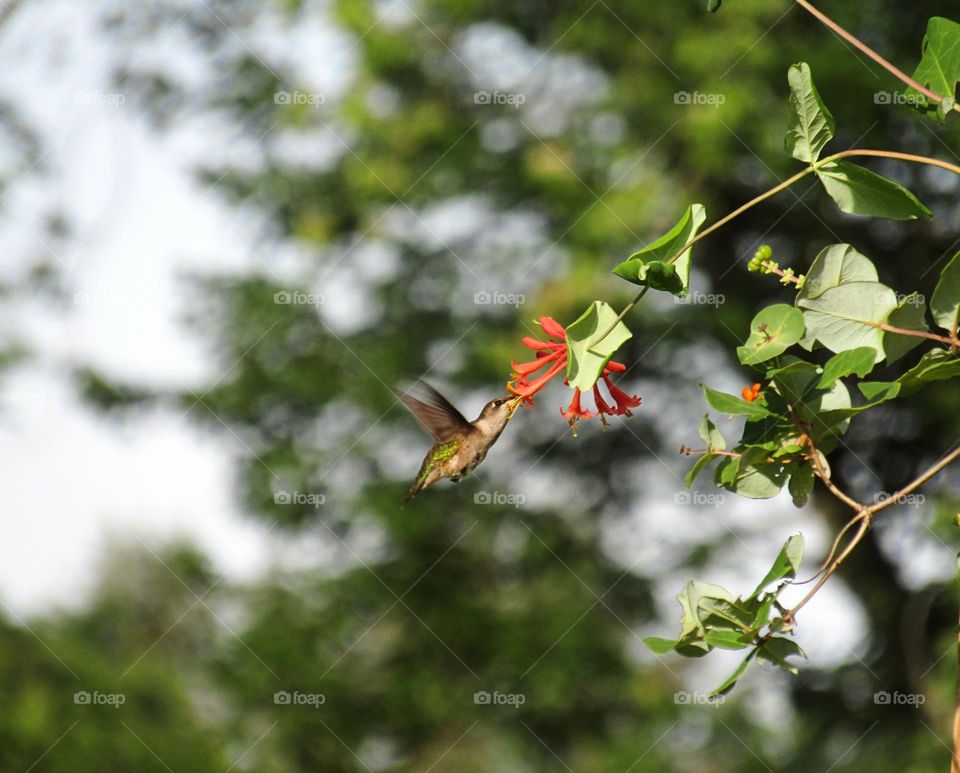 A hummingbird and a honeysuckle 