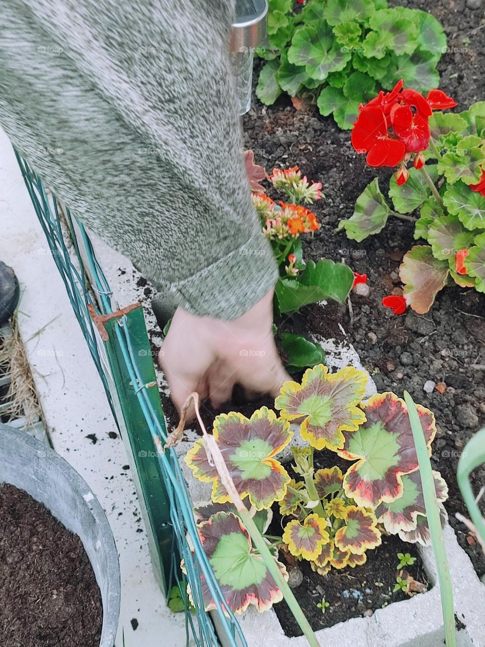 Transplanting flowers