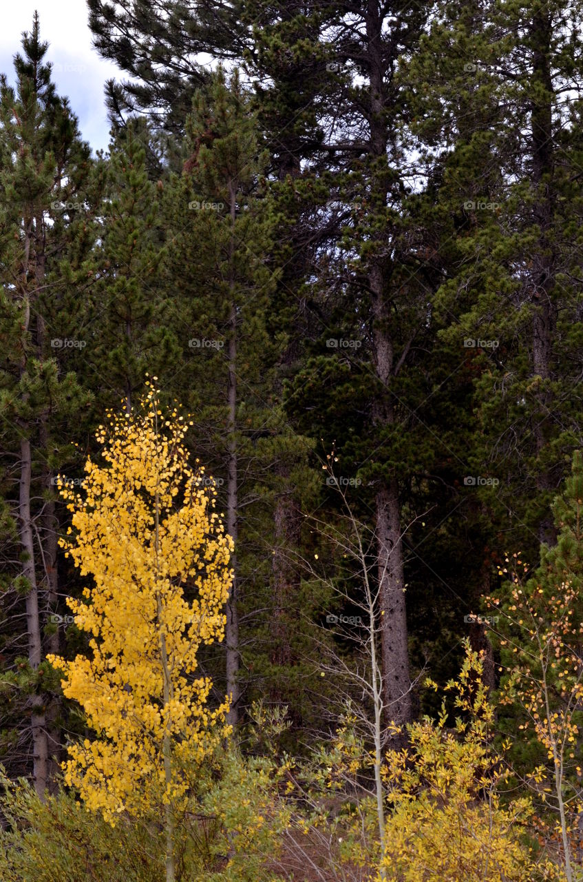 Evergreen and Aspens