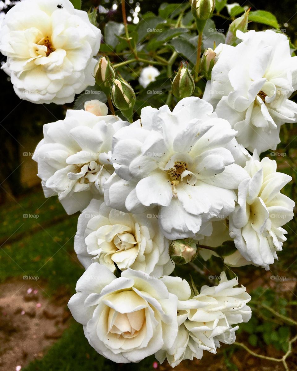 🌹 🇺🇸 Very beautiful flowers to brighten our day.  Live nature and its beauty. Did you like the delicate petals? / 🇧🇷 Flores muito bonitas para alegrar nosso dia. Viva a natureza e sua beleza. Gostaram das pétalas delicadas? 