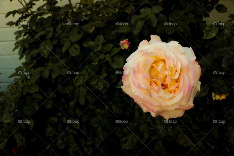 Multicolored rose