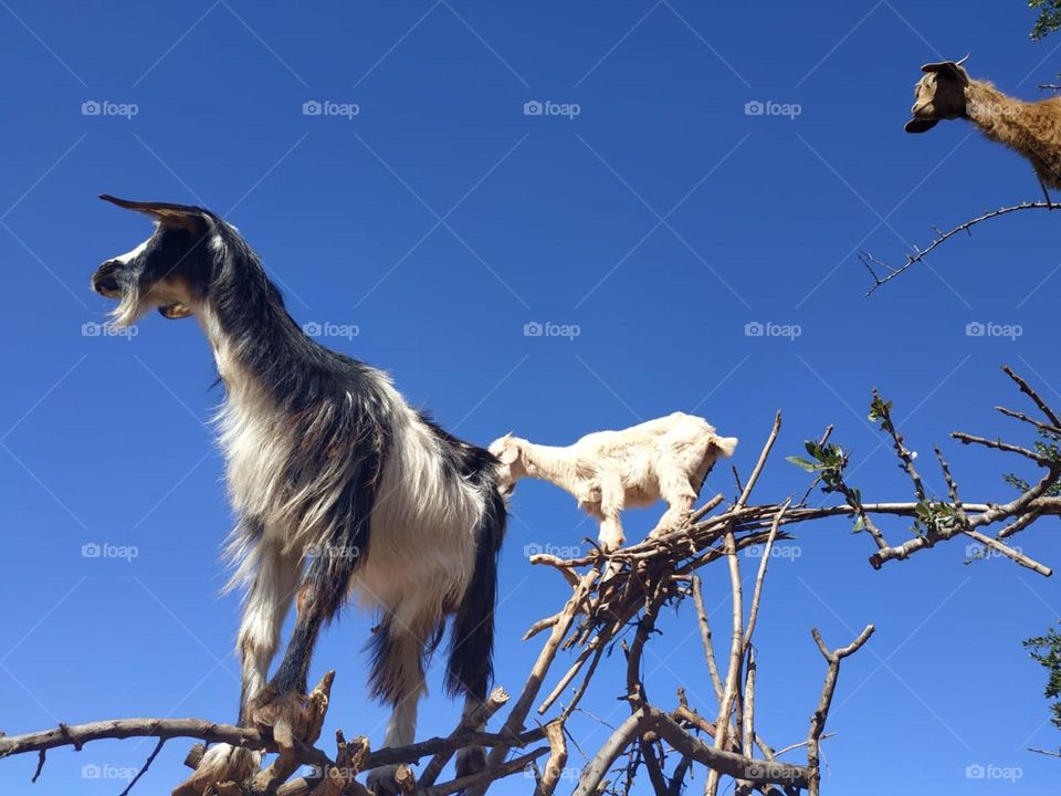 Beautiful goats on argania spinosa at essaouira City in Morocco.