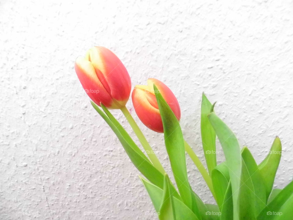 beautiful tulip in the garden and wonderful color