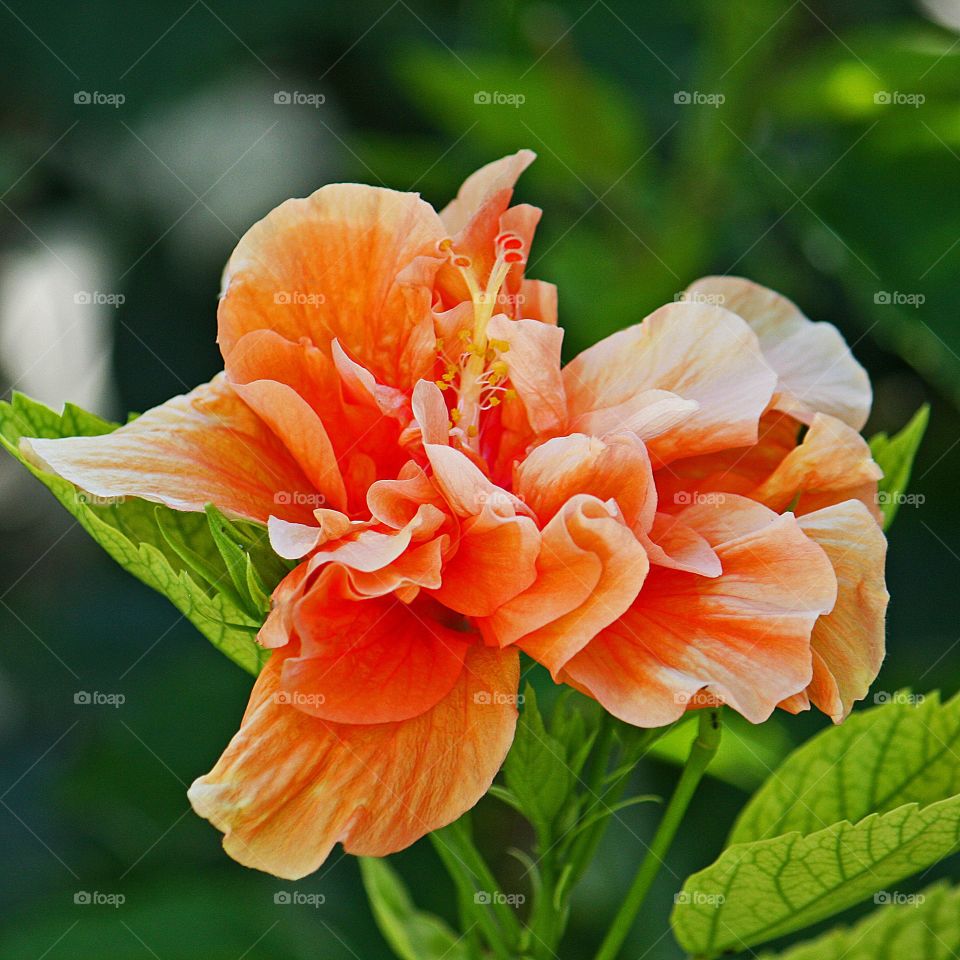 A peach / orange blossom in full bloom