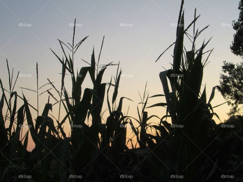 Captured this on a walk one night