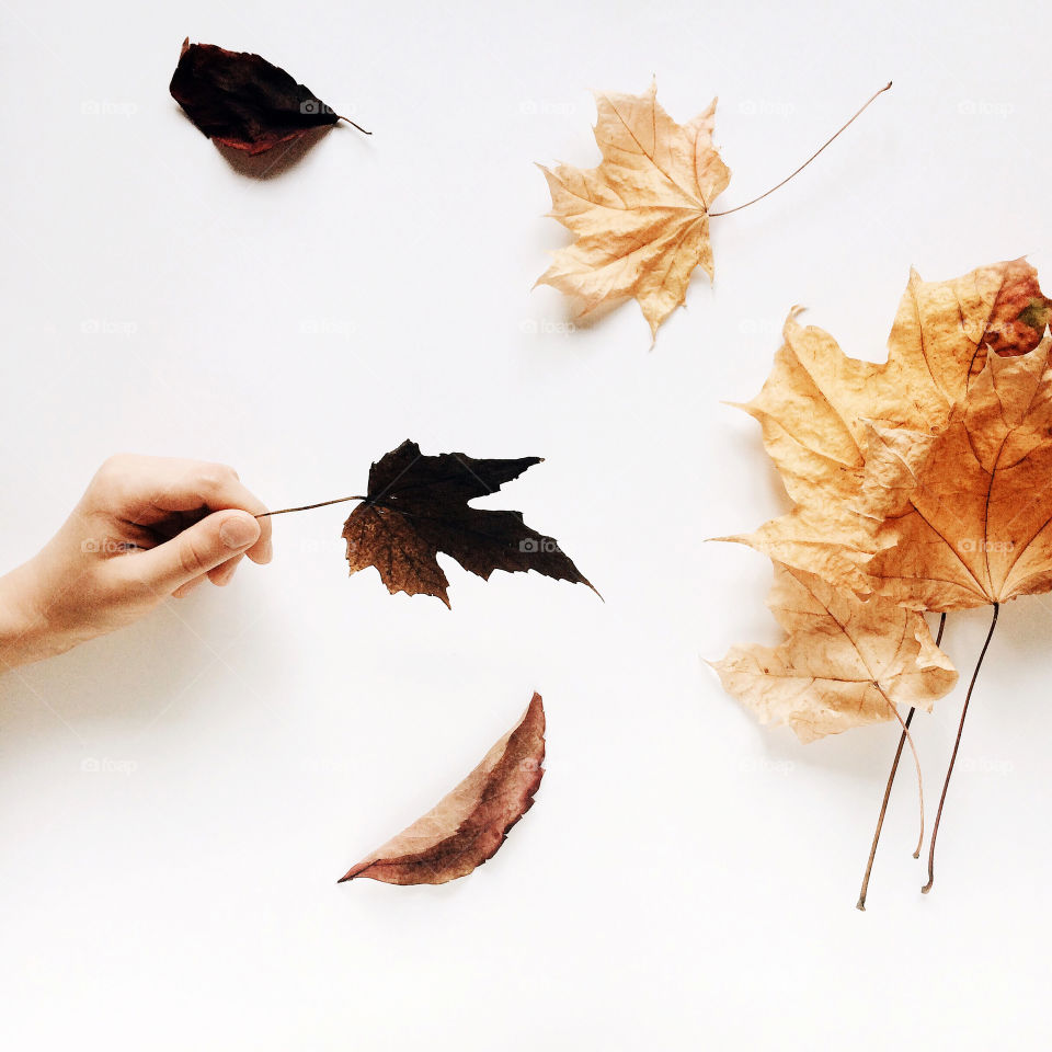 autumn concept. Child holds a yellow leaf 