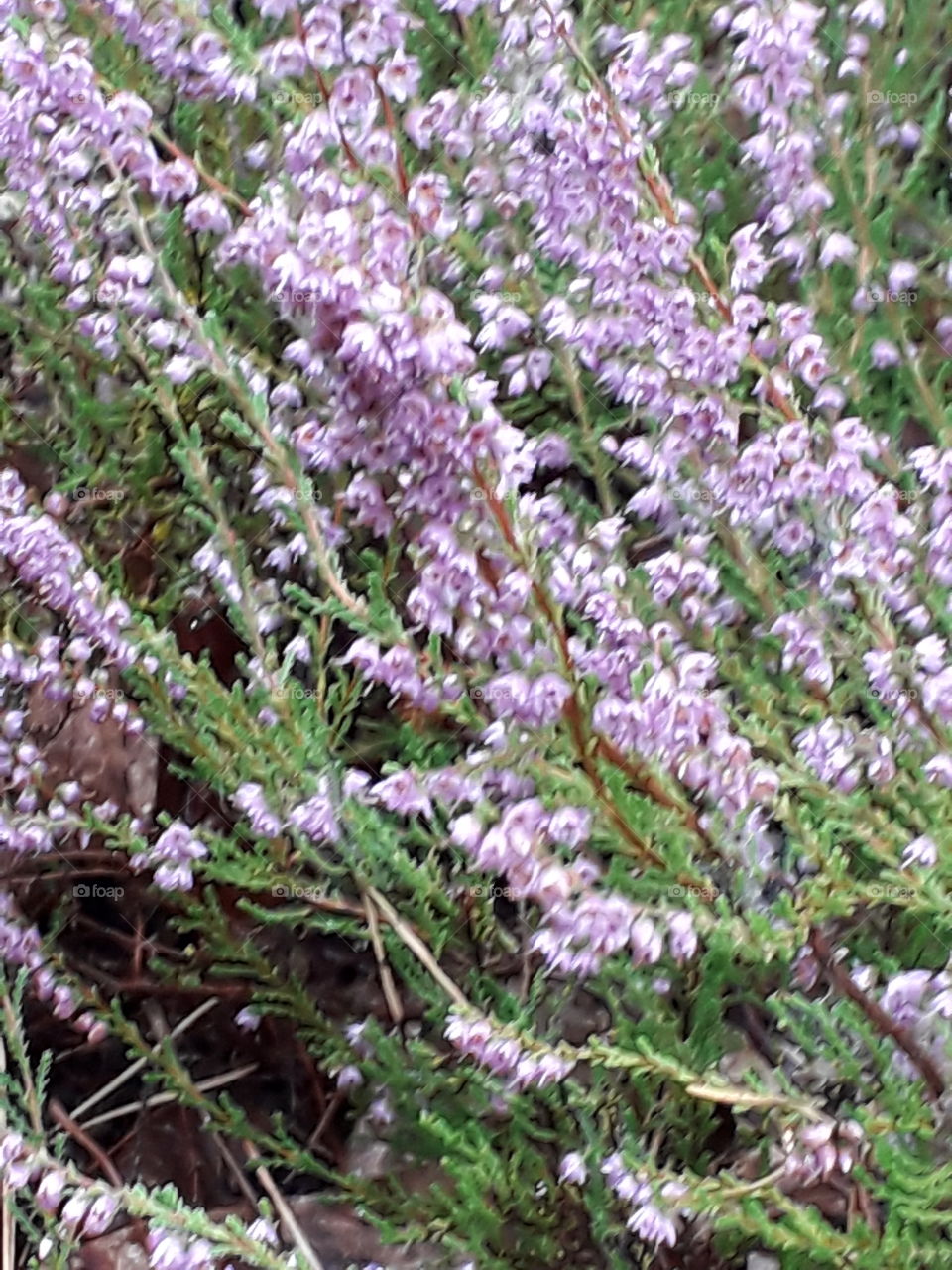 lilac forest heather