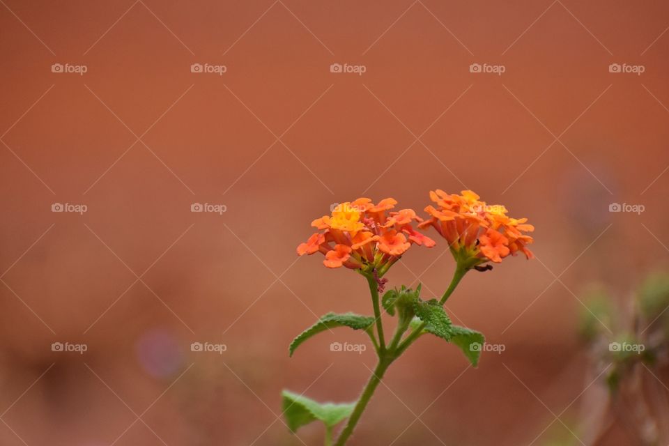 Beautiful flower with bokeh background