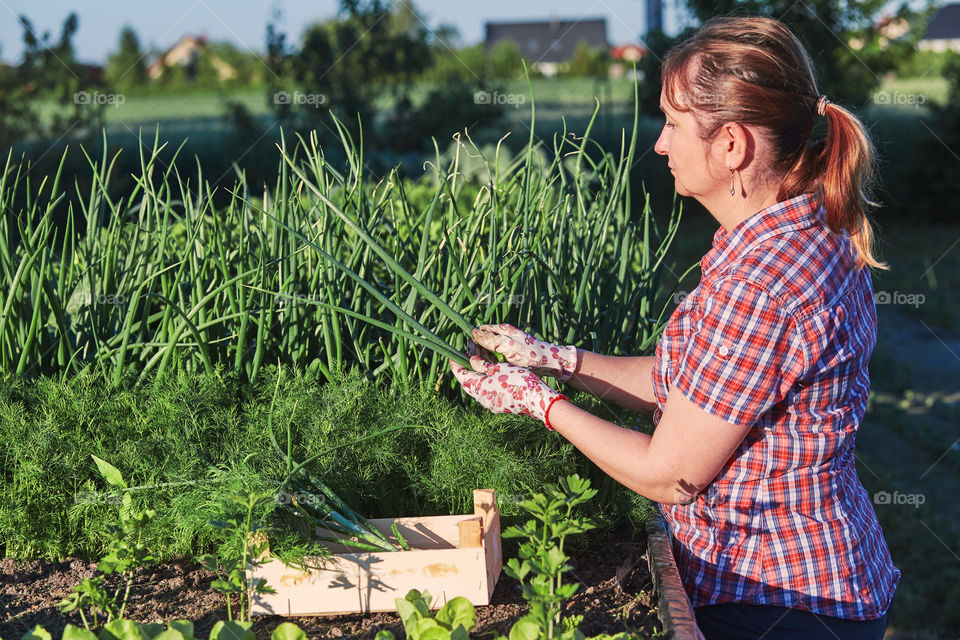 Woman working in a home garden in the backyard, picking the vegetables and put to wooden box. Candid people, real moments, authentic situations