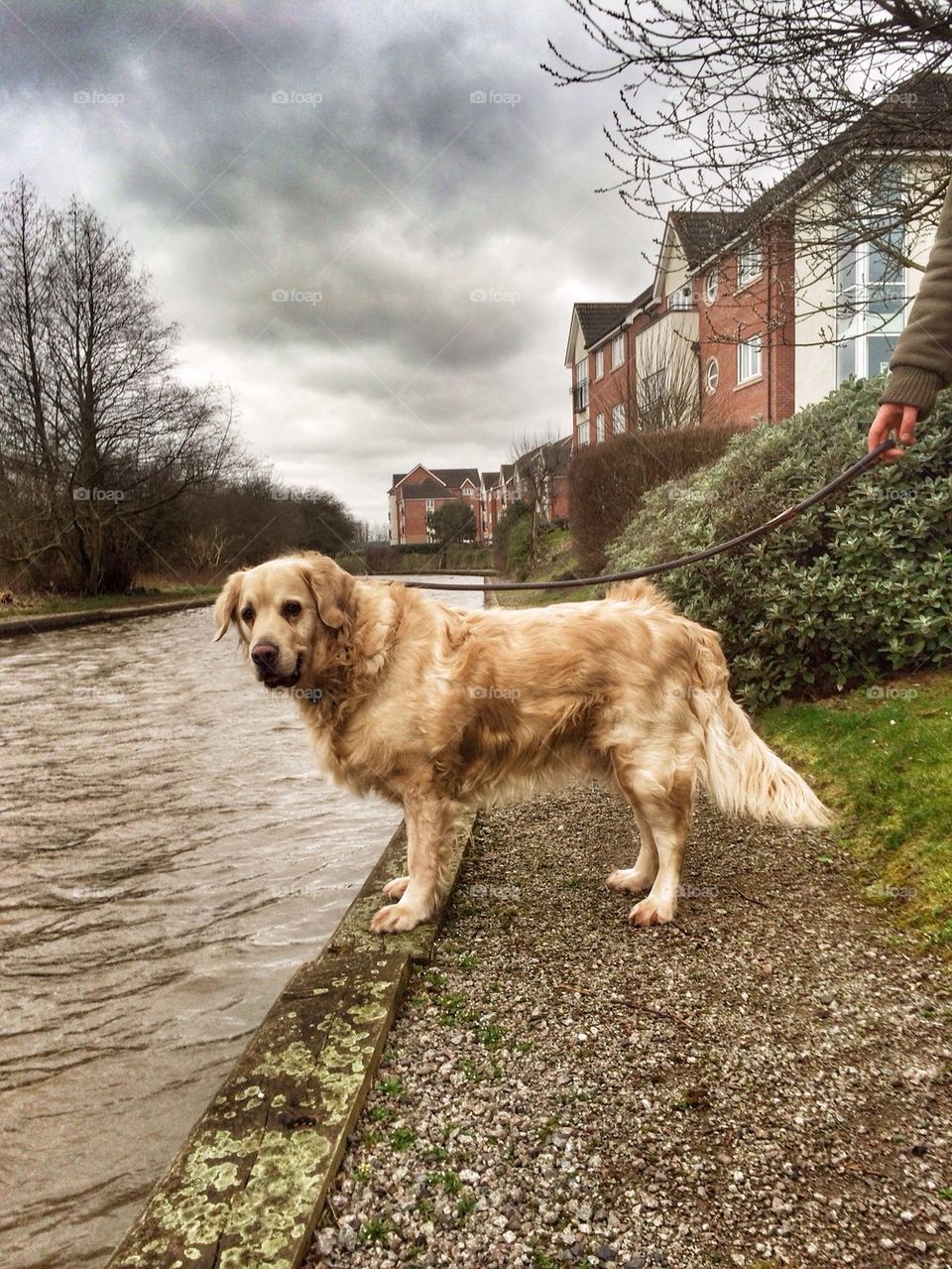 Nocas - Golden Retriever