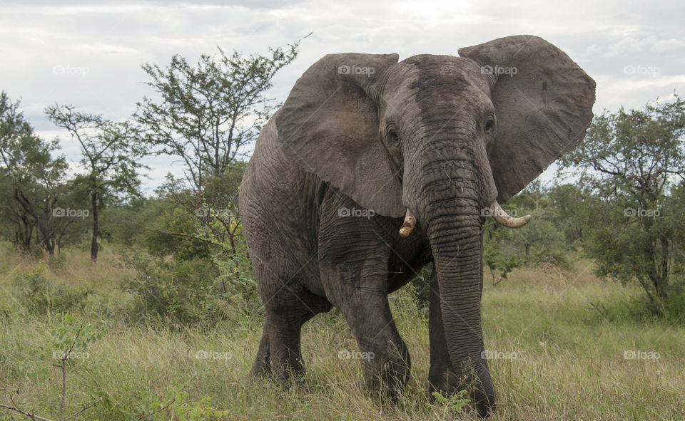 wild elephant . wild elephant in Kruger national park 