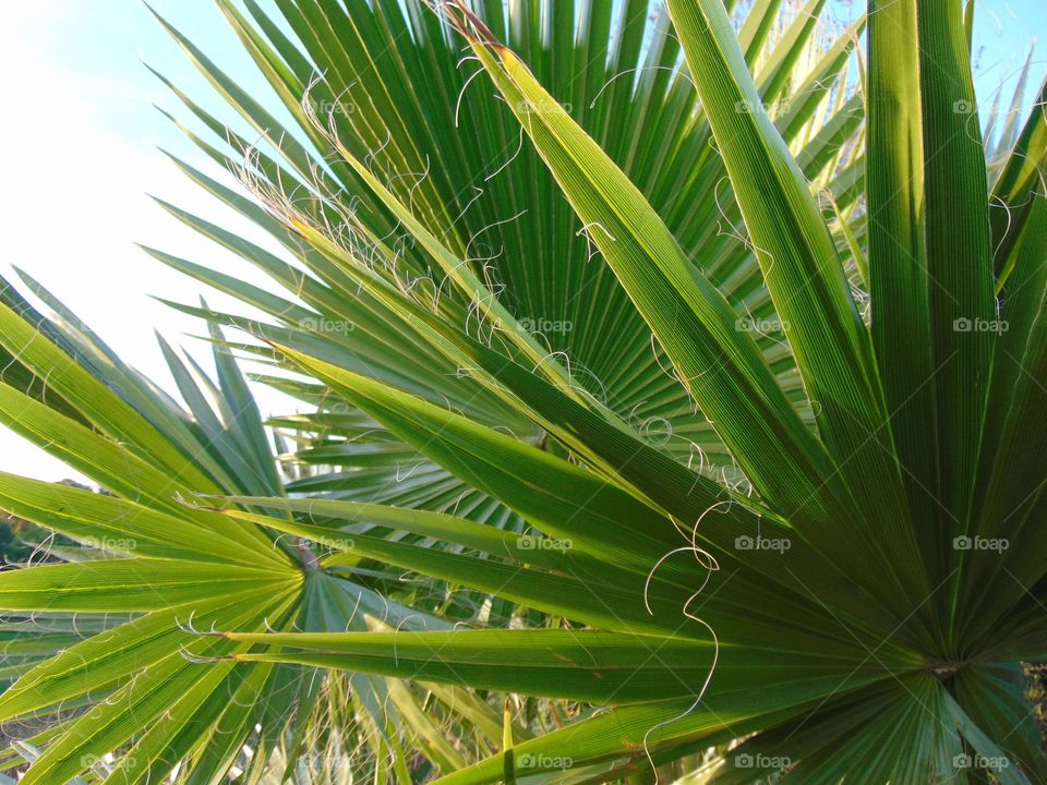 Green palms