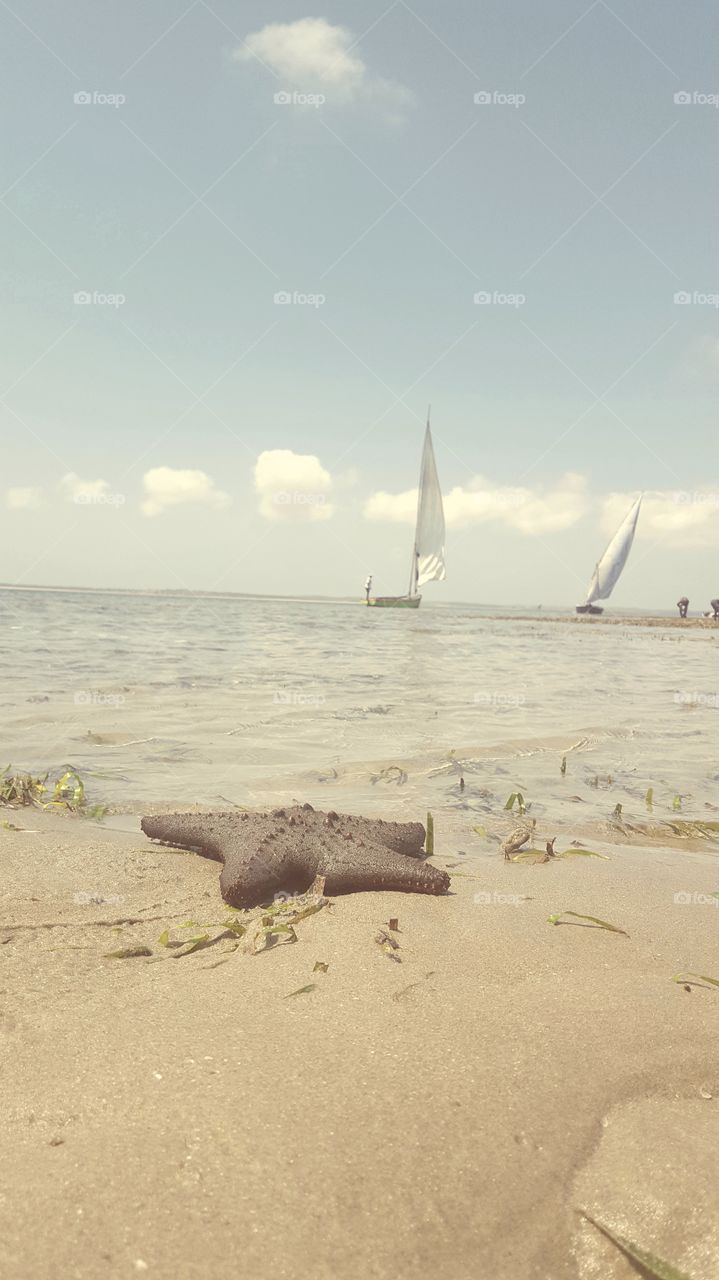 Starfish And Sailboat