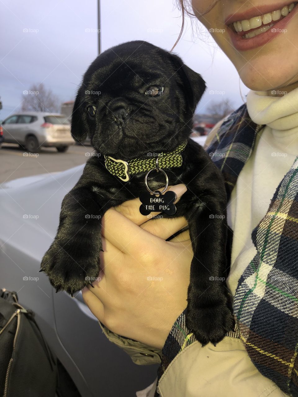 Newest member of our family, Doug the Pug. 