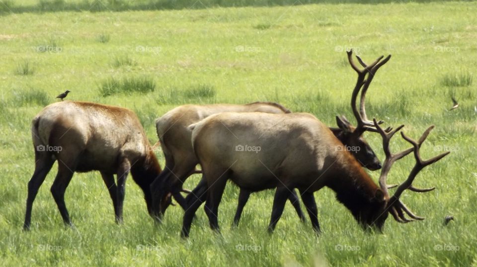 Elk herd grazing 