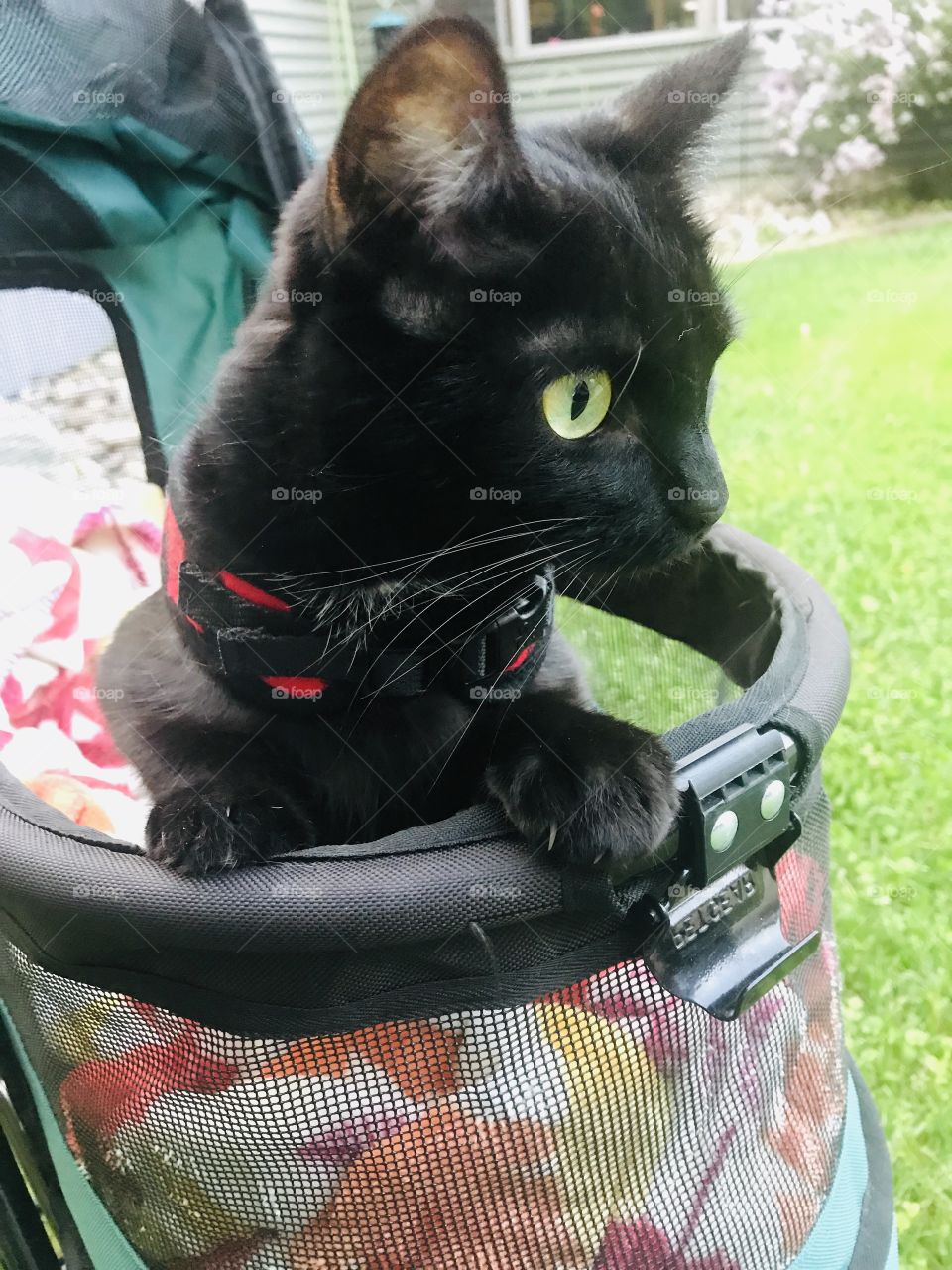 Darling little black kitty sitting in her stroller with her harness on ready for an evening ride!! 