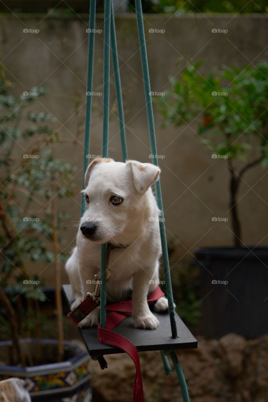 Front view of a dog sitting on swing