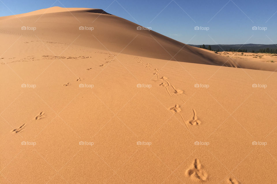 Coral sand dunes
