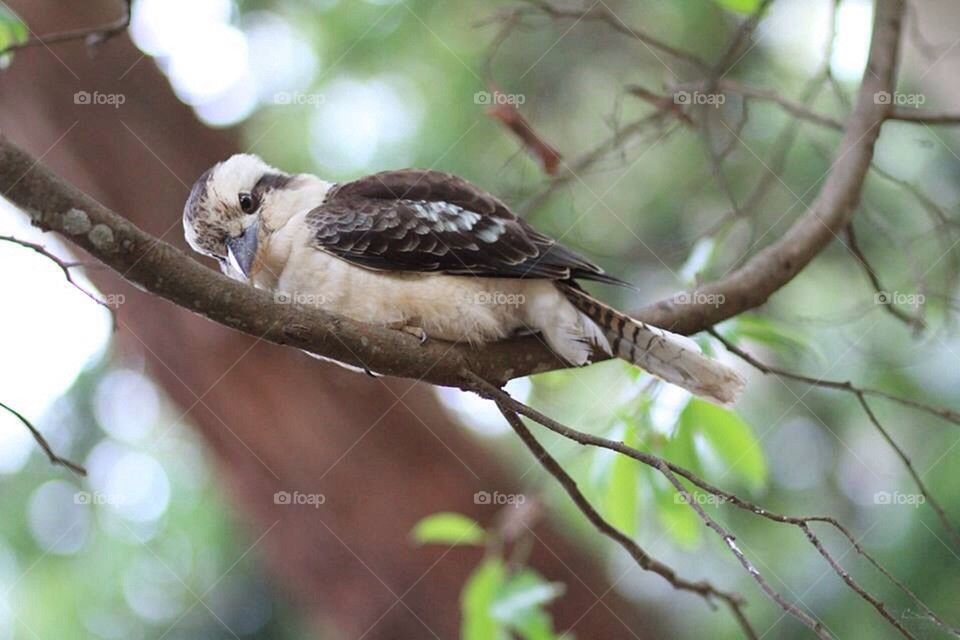 Kookaburra 