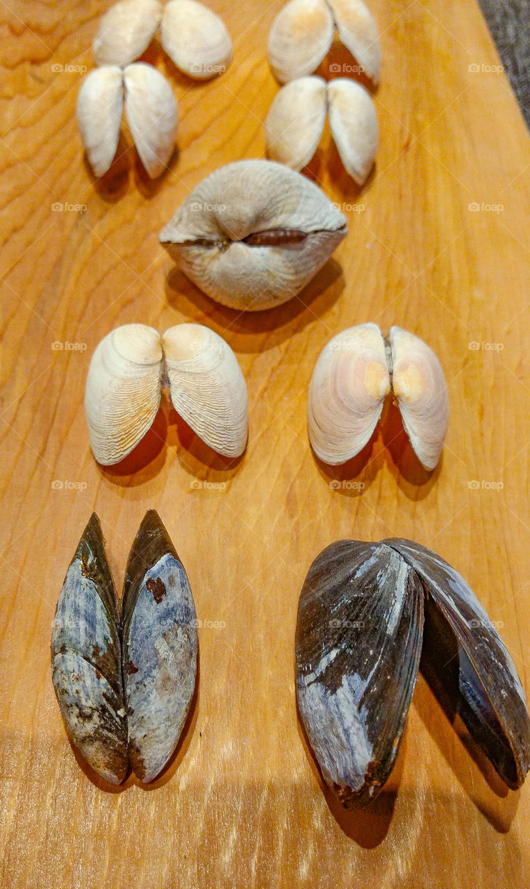 Variety of sea shell in different shape