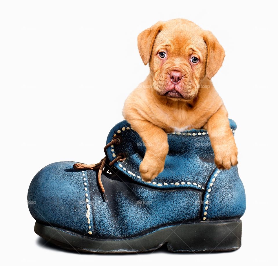 Funny dog in the shoe