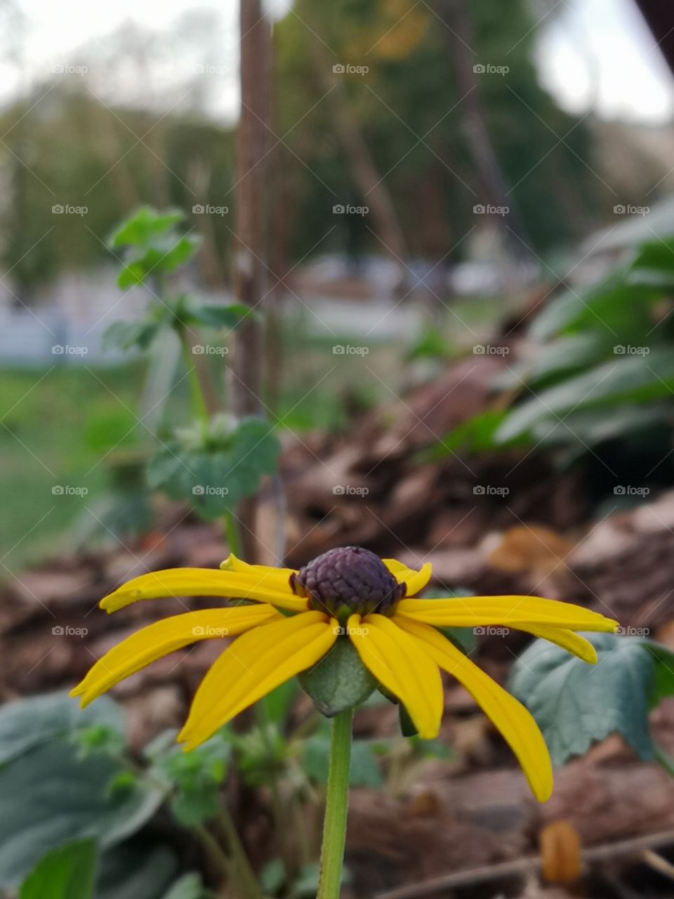 Yellow flower. Autumn. Wine Park in Zielona Góra. Poland