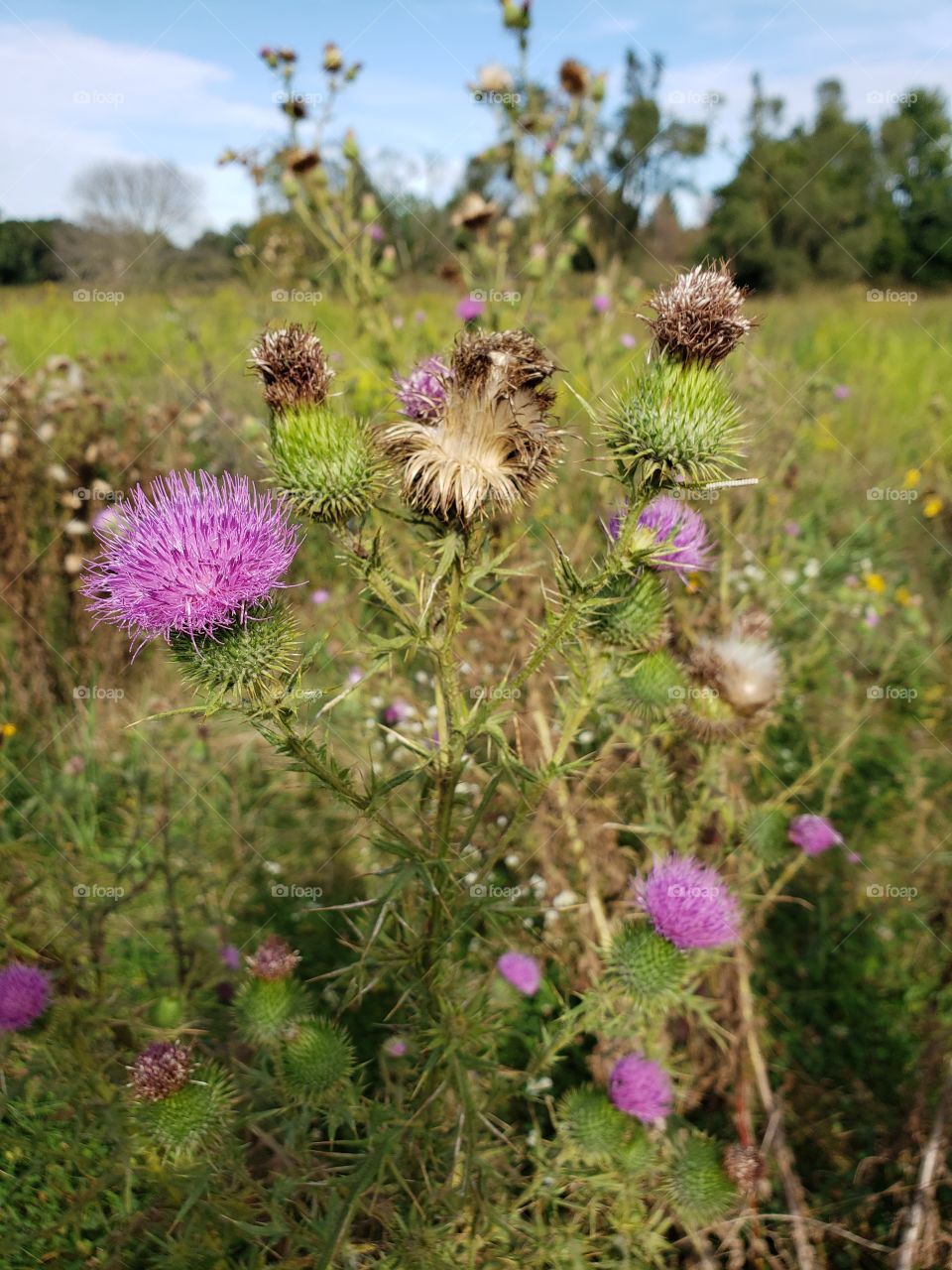 Thistle in bloom