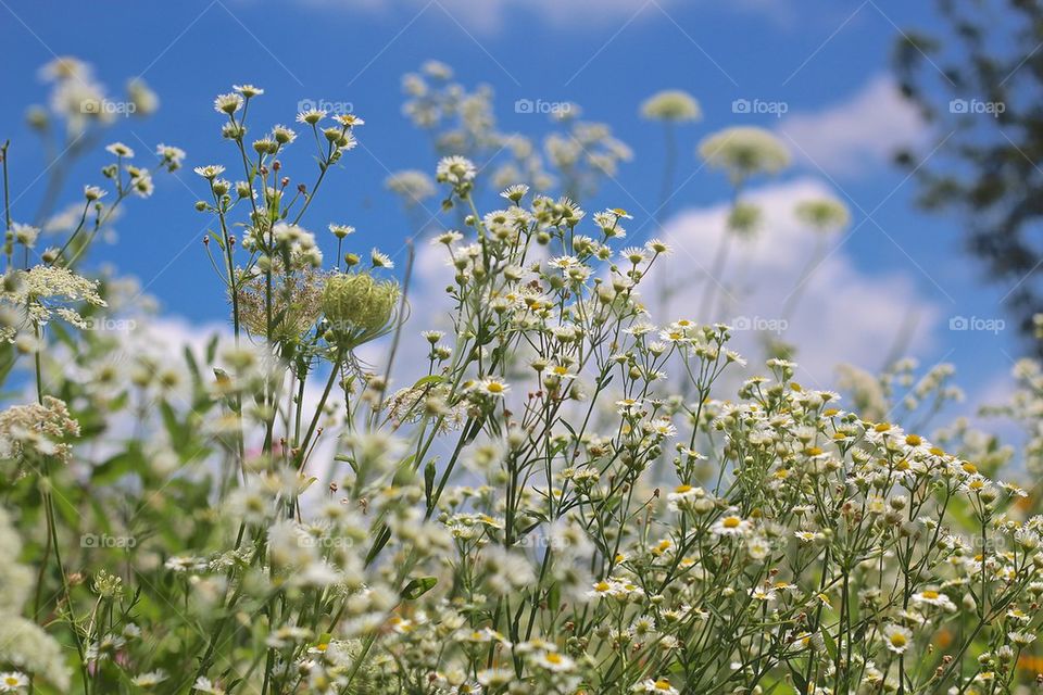 Wildflowers