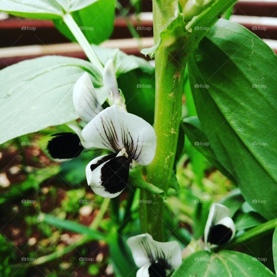 Beans blooming