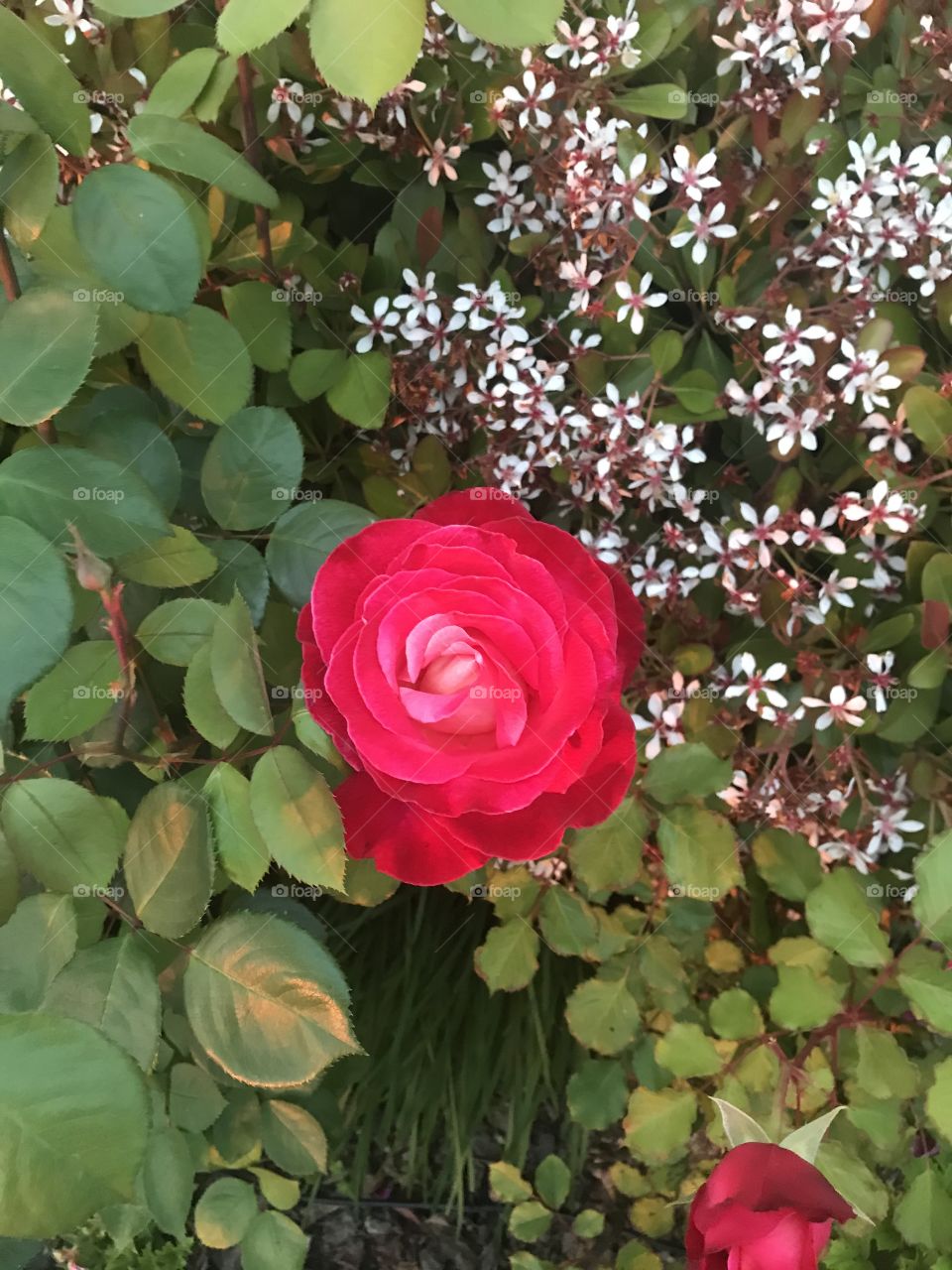 Red rose with hawthorn flowers 