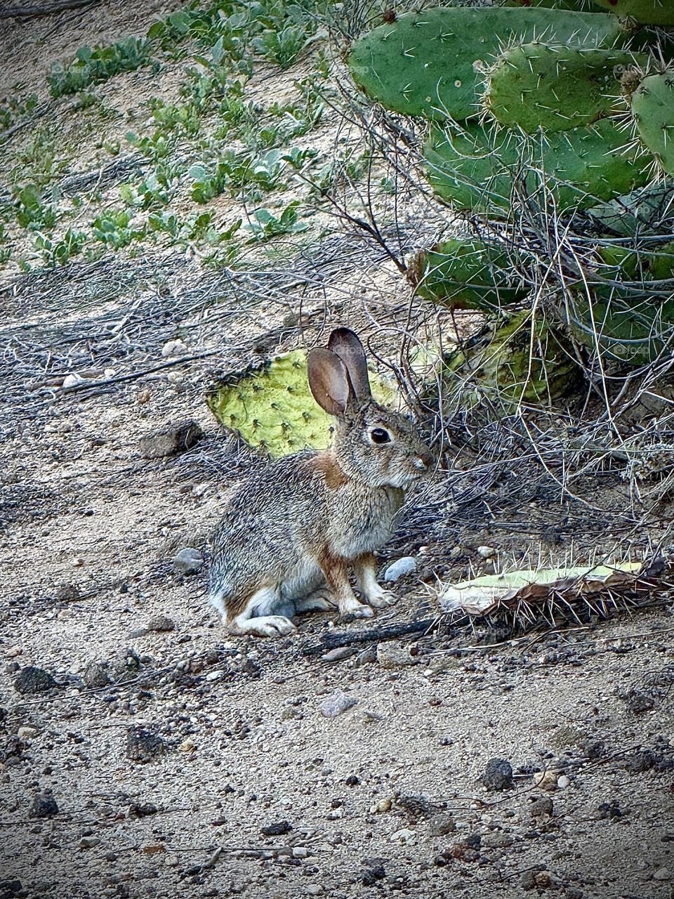 Desert Cottontail