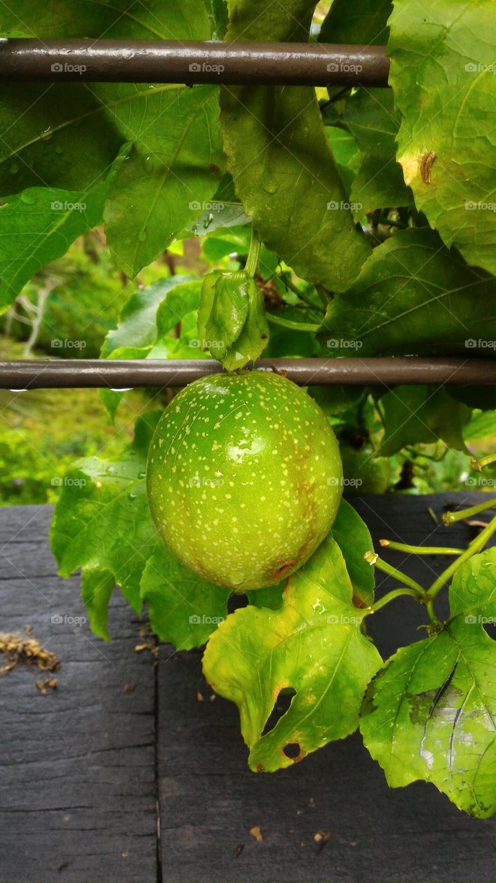 unripened passion fruit with leaves