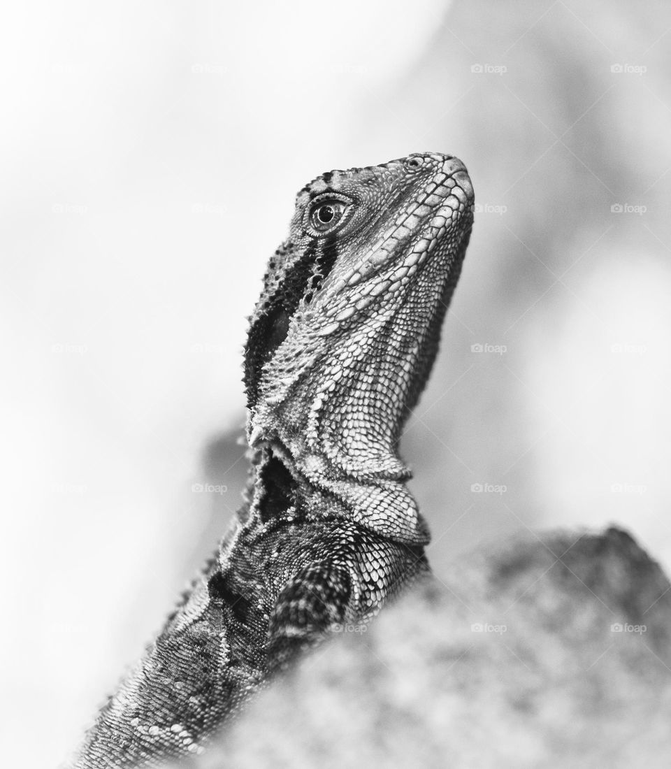 A curious Australian water dragon peers from behind a branch in Brisbane 