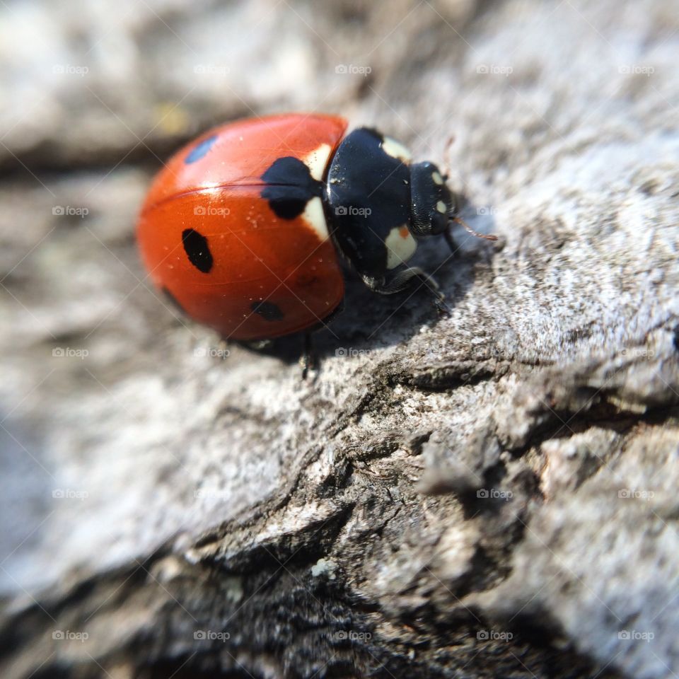 Ladybug on rock