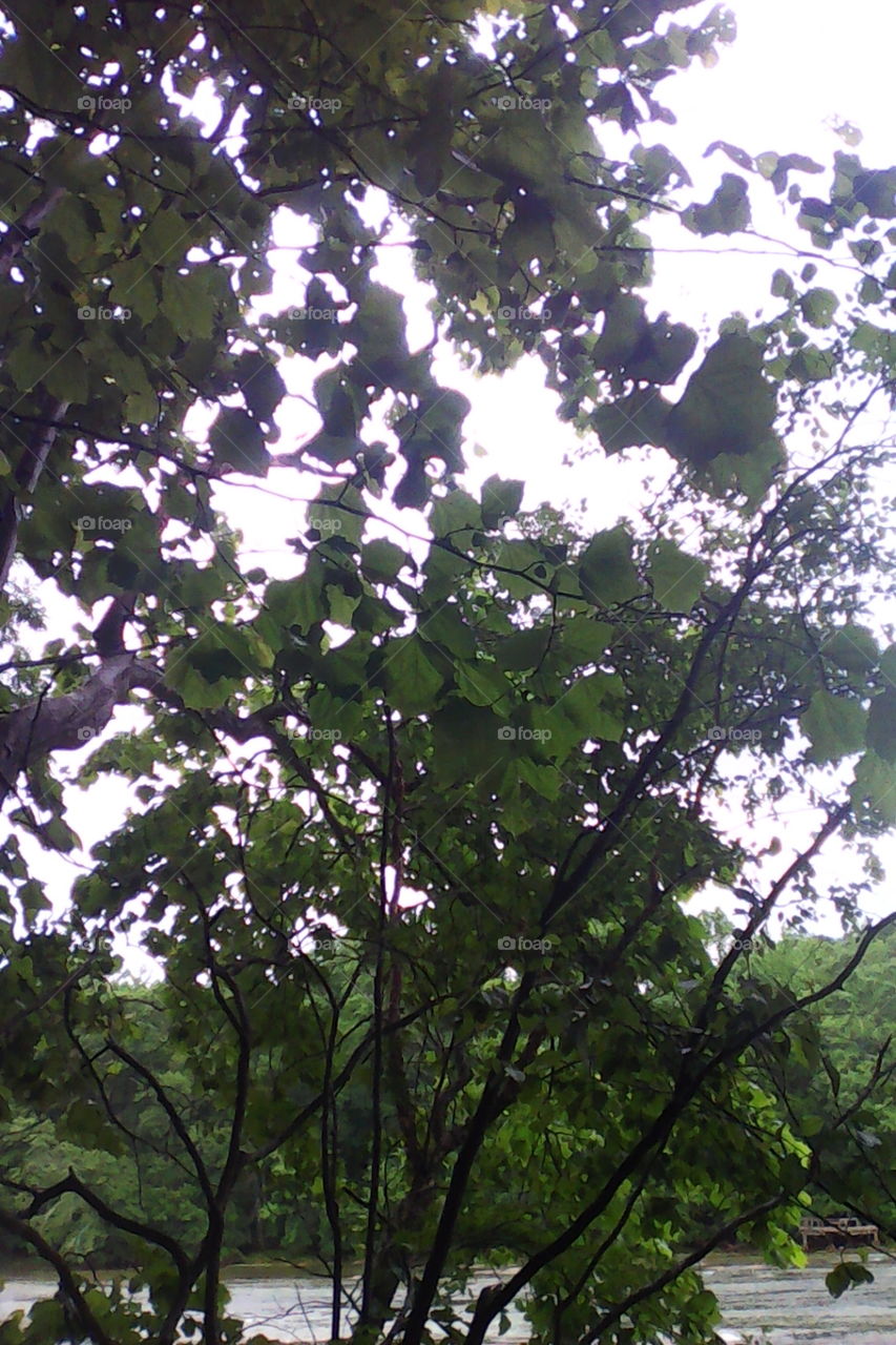 Tree, Leaf, Branch, Landscape, Nature