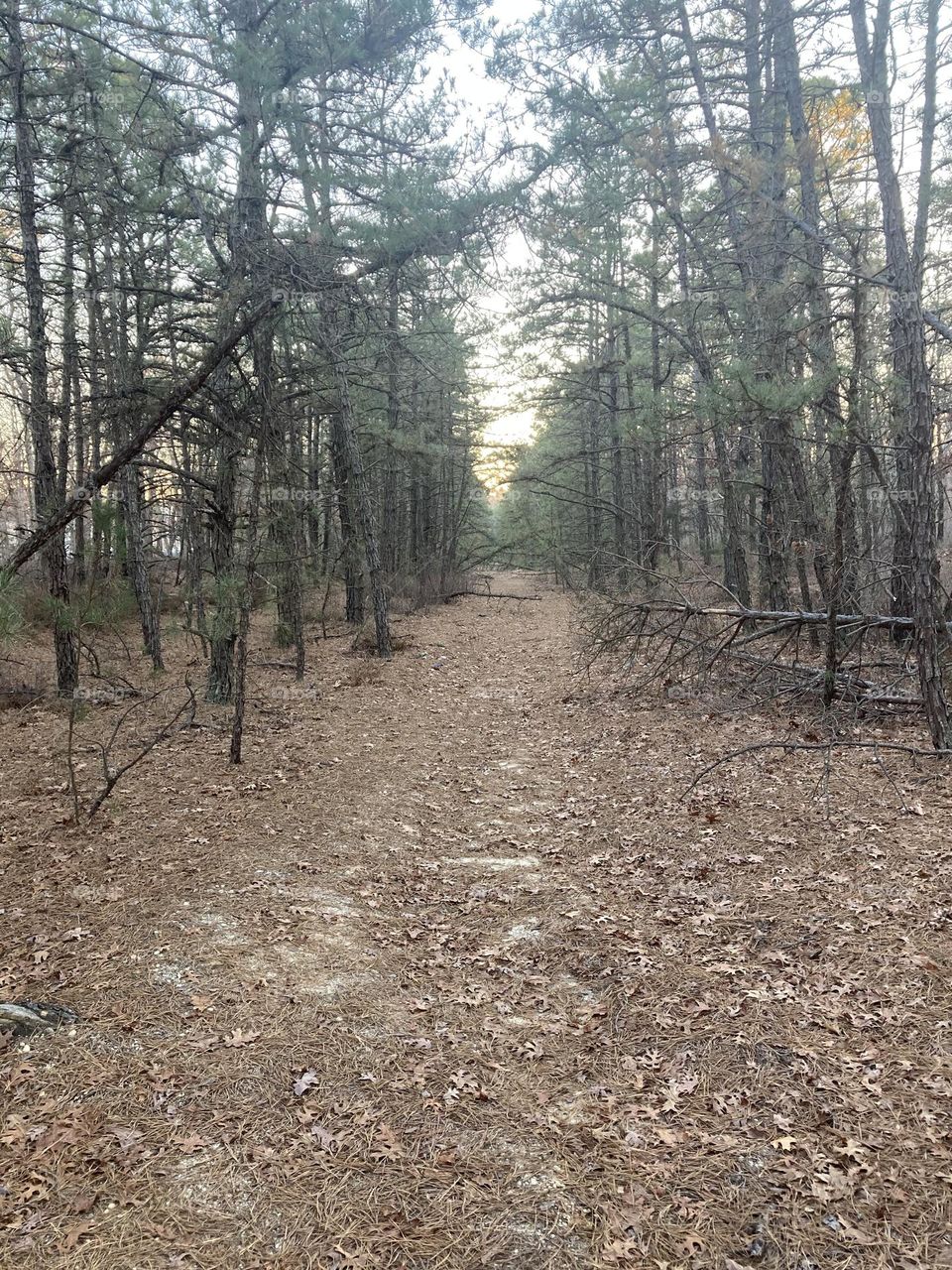Picture of natural trail in nature 