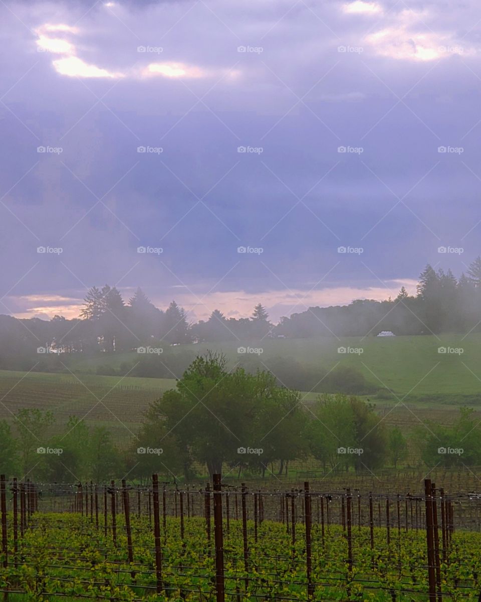 Foggy mornings at the vineyards