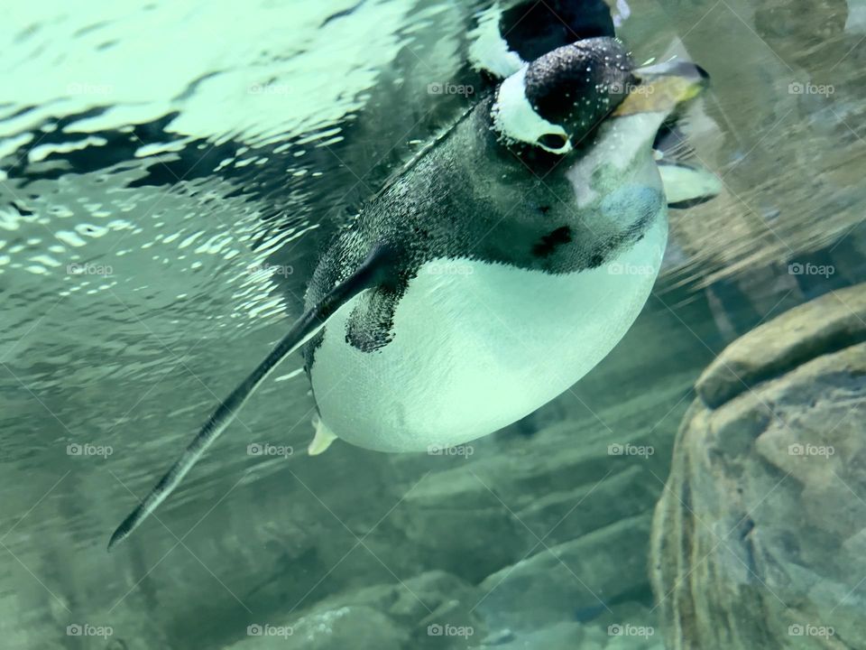 Swimming penguin 