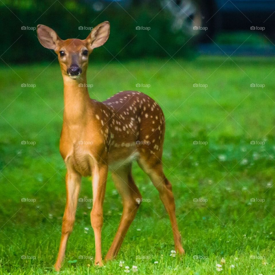 Fawn