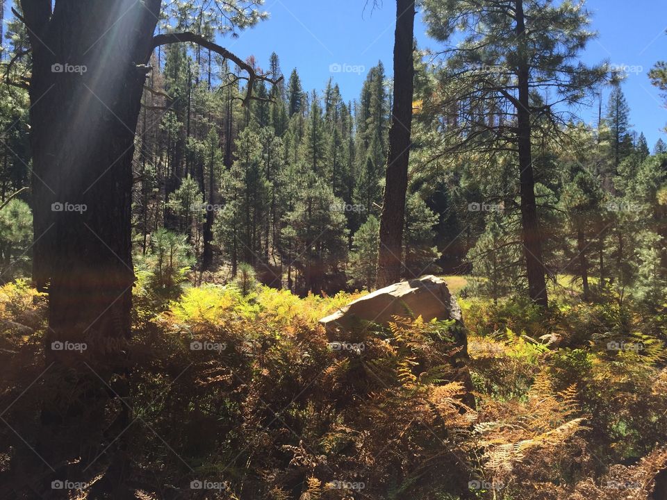 Hike on The Arizona Trail in the fall up on the Mogollon Rim. 