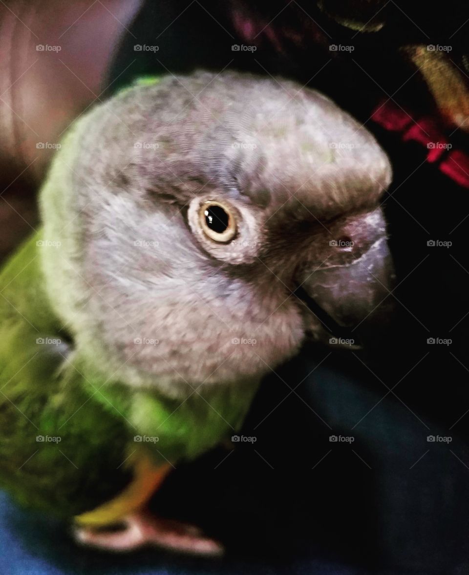 Sam Senegal Parrot