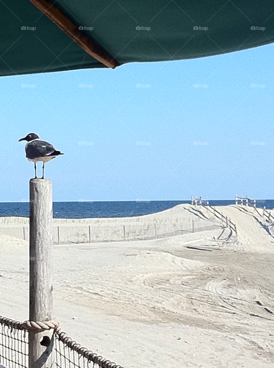beach sun sand seagull by tbevan